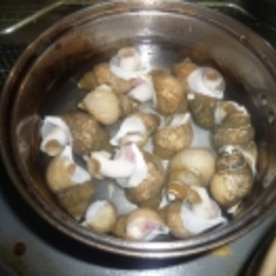 白バイガイの塩茹で レシピ 作り方 By Tententen48 楽天レシピ 白バイガイの塩茹で レシピ 作り方 By Tententen48 楽天レシピ